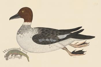 Rudbeck CFA 230 Goldeneye Female